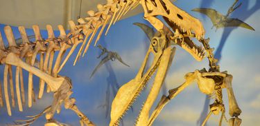O Museu Nacional, vinculado à UFRJ abre ao público a exposição temporária Arte com Dinossauros. A mostra permite ao público conhecer a paleoarte (Tomaz Silva/Agência Brasil)