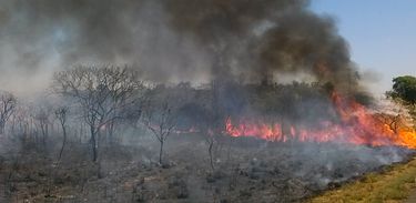 O Cerrado sofre com as queimadas neste período de estiagem,  a baixa umidade no DF no fim de semana levou a Defesa Civil a declarar estado de emergência na capital(Jose Cruz/Agência Brasil)