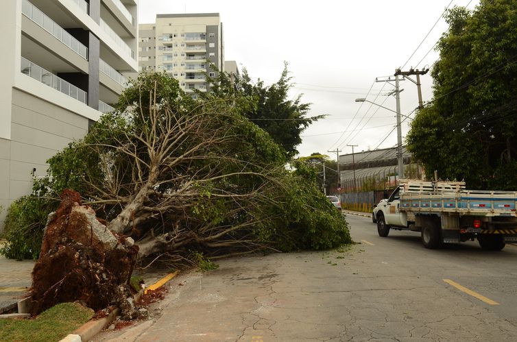 São Paulo - Árvores caídas devido a temporal na tarde de ontem (20) danifica casas, postes e causa falta de energia em ruas do bairro da Lapa, região oeste.(Rovena Rosa/Agência Brasil)