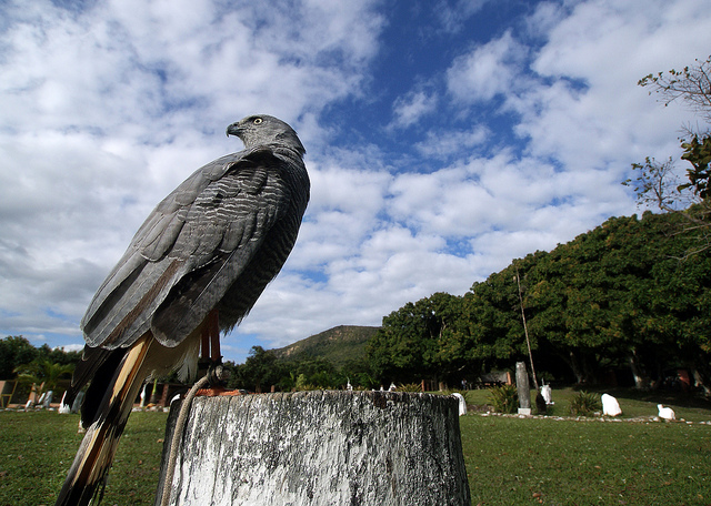 SONY DSC