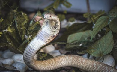 Cobra naja de 1,5 metro que picou um estudante de veterinária em Brasília e está no Zoológico da capital federal