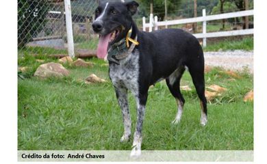 Cachorro, Cães, Adorção, Brumadinho