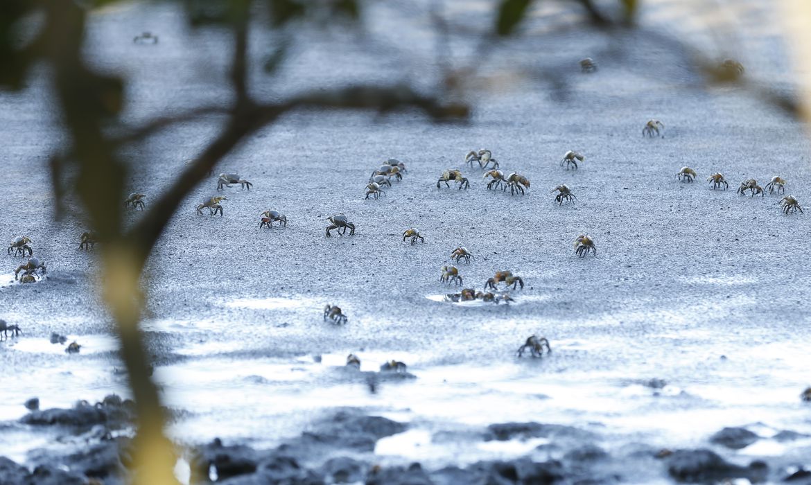 O Parque Natural Municipal Barão de Mauá, em Magé (RJ), revela a recuperação do manguezal em área afetada após o desastre que liberou 1,3 milhão de litros de óleo de um duto da Petrobras, em 2000.