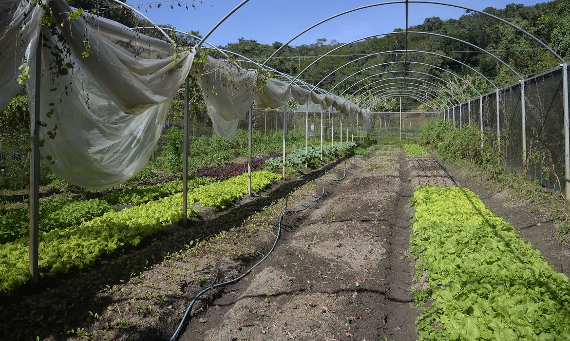 Horta na propriedade de Waldir Pollack em Paracatu de Baixo, distrito de Mariana, no local são cultivadas cerca de 40 variedades de hortaliças e legumes.