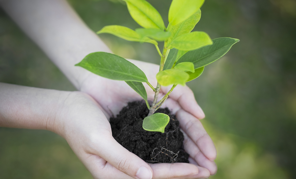 Hand holding new tree with green bokeh background in side view. Planting new tree.