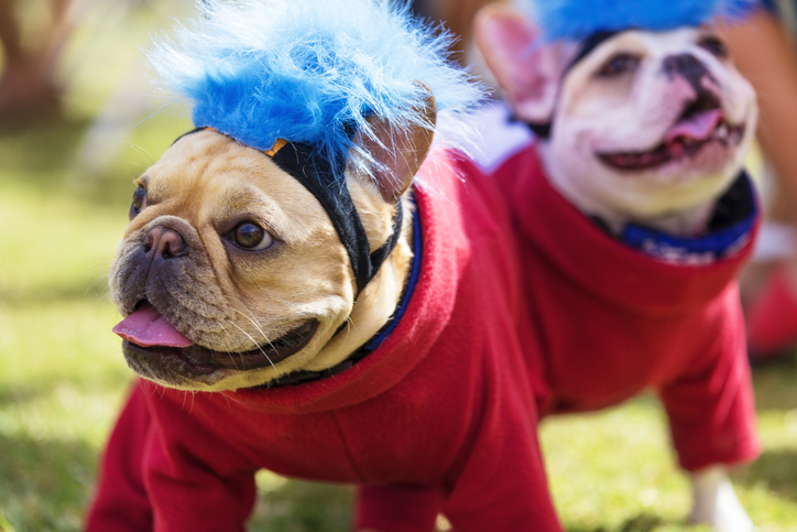 Two very cute French Bulldogs are dressed up for a Halloween event.