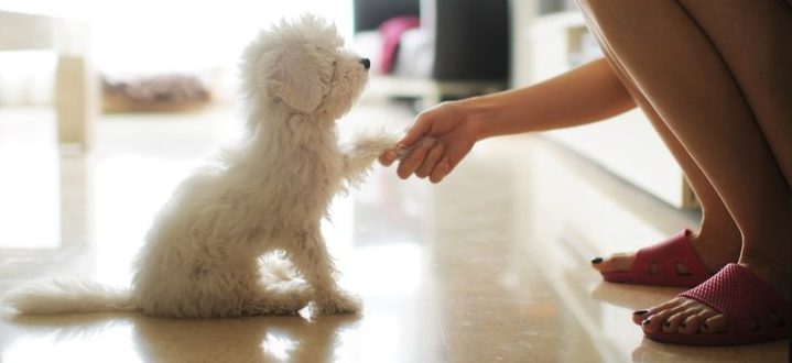 Communication and Shaking Hand