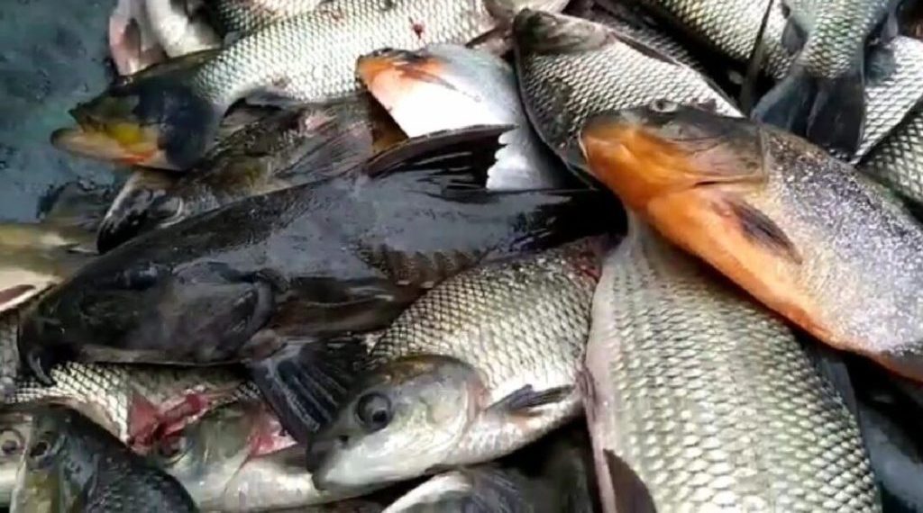 peixes1-1024x576