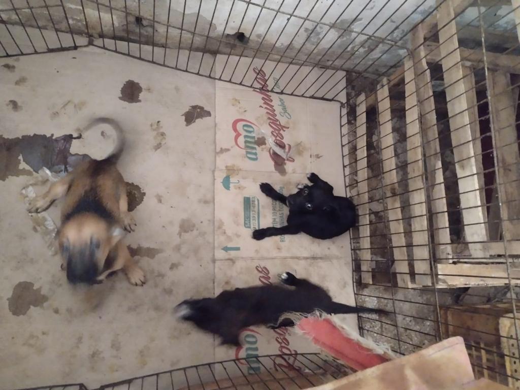 dogs (1)