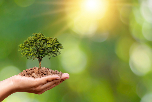 Trees,Are,Planted,On,The,Ground,In,Human,Hands,With