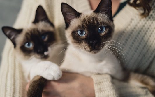 Portrait two lovely Siamese cats with blue eyes and creme fur enjoying their human hug