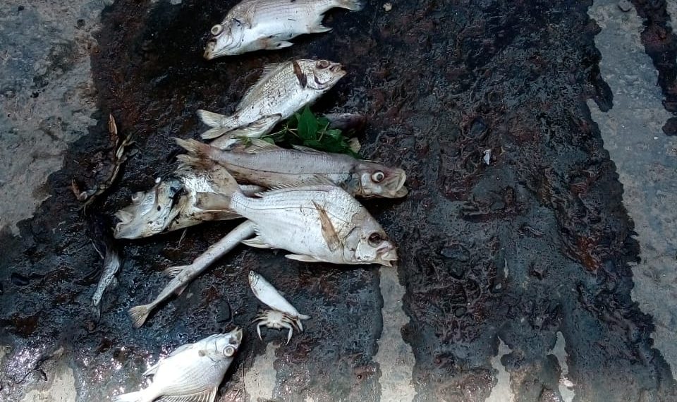 ASSOCIACAO DE PRODUTORES ORGANICOS DE ESTANCIA (1)