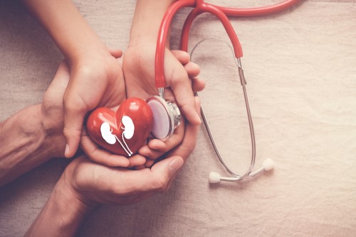 Hands,Holding,Red,Heart,And,Kidney,With,Stethoscope,,World,Kidney