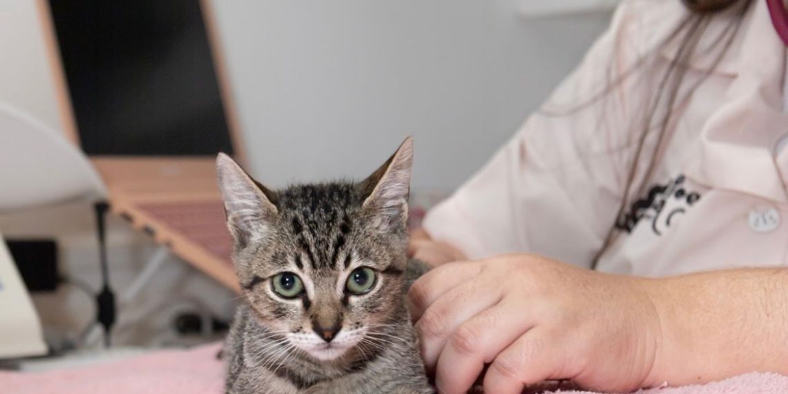 Foto Thiara LIma 2 Foto Thiara LIma 2