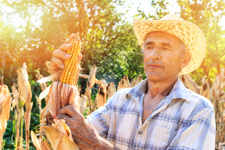Farmer picking corn in the garden