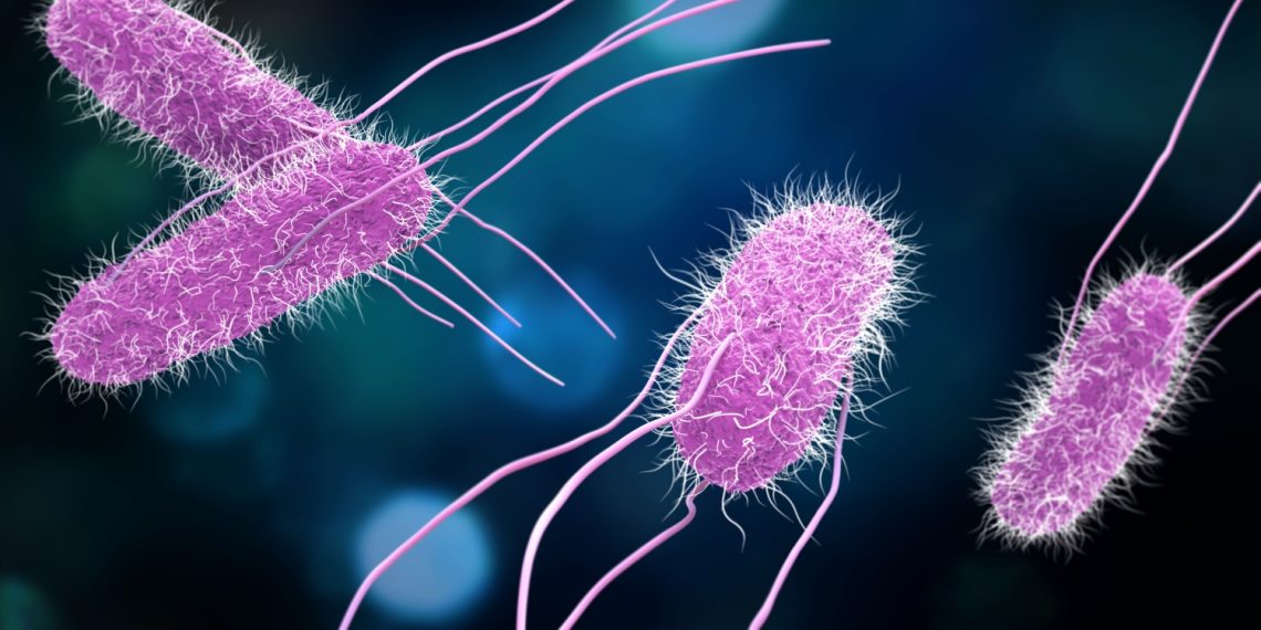 bacteria-salmonella_735472669