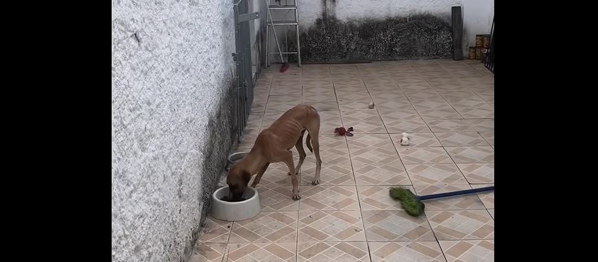 cachorro-depama