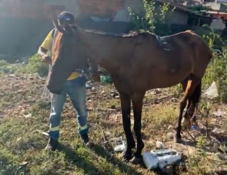 cavalo-depama-2