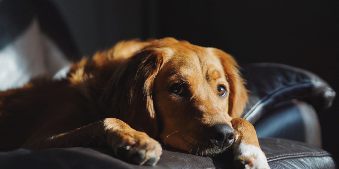 dog triste