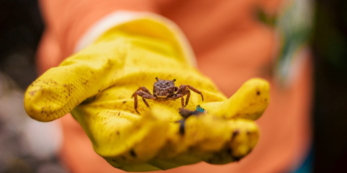 O descarte incorreto compromete a vida no ecossistema