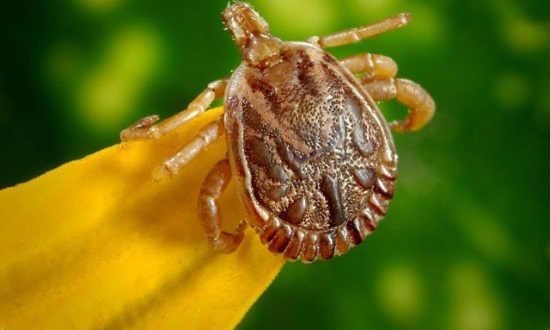 carrapato-febre-maculosa-campinas-adolescente-640x383-1