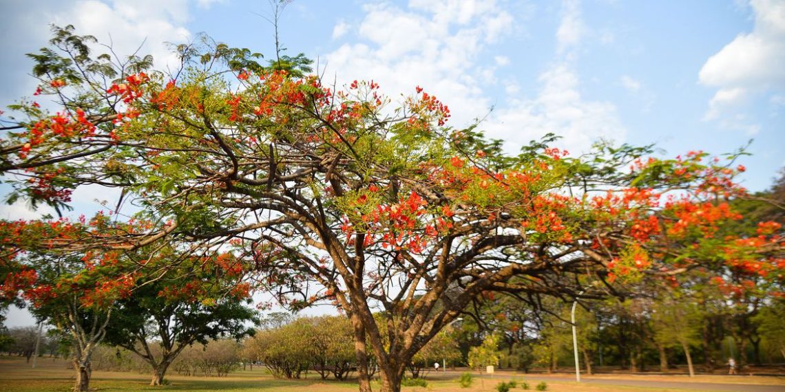 No dia 23 de setembro é oficialmente declarado o início da Primavera no Hemisfério Sul, pois no Hemisfério Norte, nesse mesmo dia, inicia-se o outono (Marcello Casal Jr/Agência Brasil)