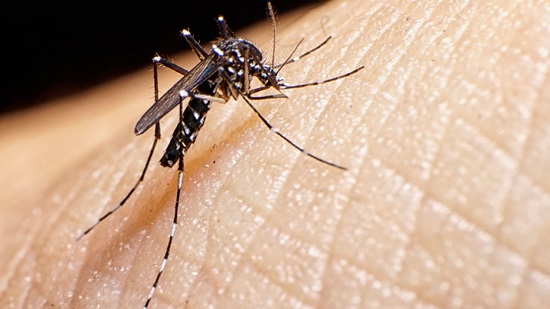 mosquito-foto-ses