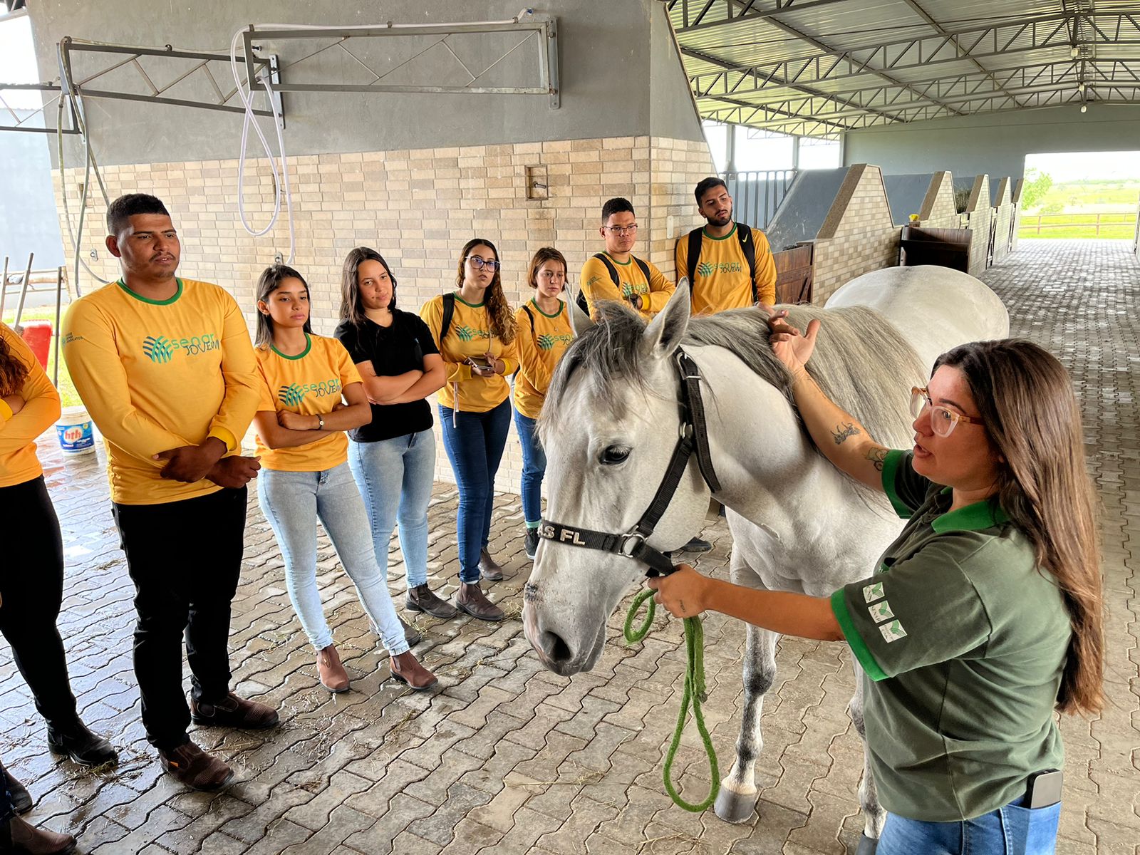 Senar jovem equinocultura