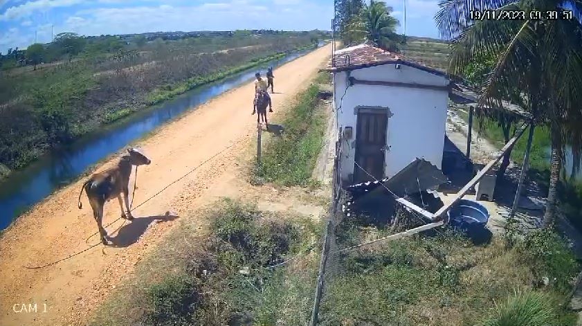 furto-gado