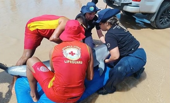 CBMSE_resgatedegolfinho_040424
