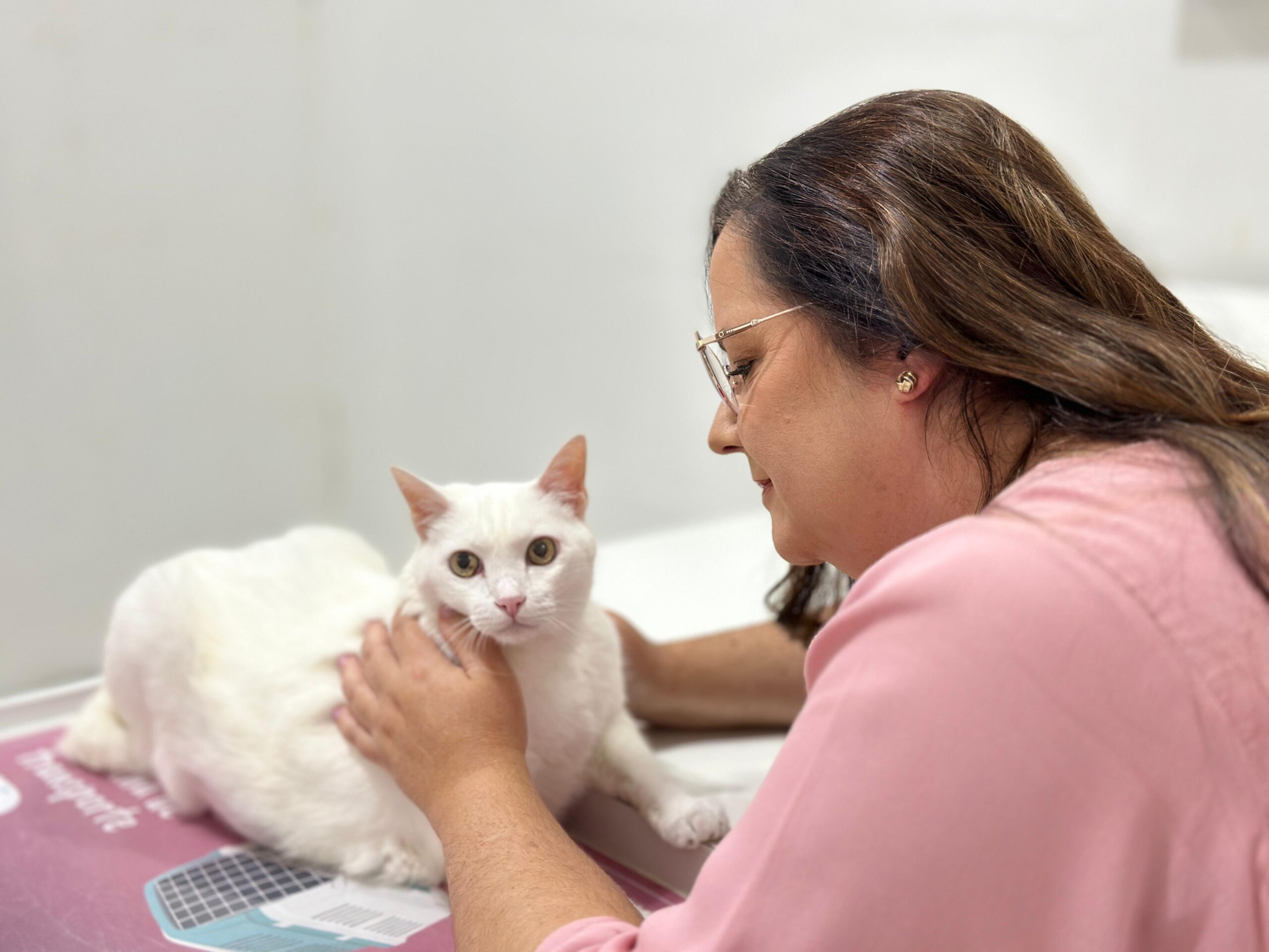 Check up felinos