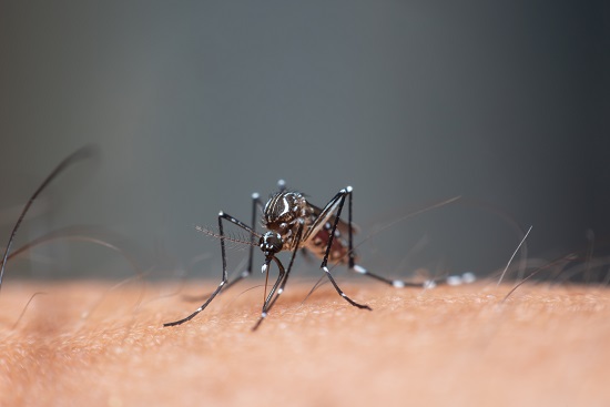 Macro of mosquito (Aedes aegypti) sucking blood close up on the human skin. Mosquito is carrier of Malaria, Encephalitis, Dengue and Zika virus