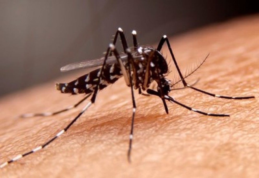 casos-de-dengue-minas-gerais-71e553de1a-1_f73de13a39a0c40e130b7e