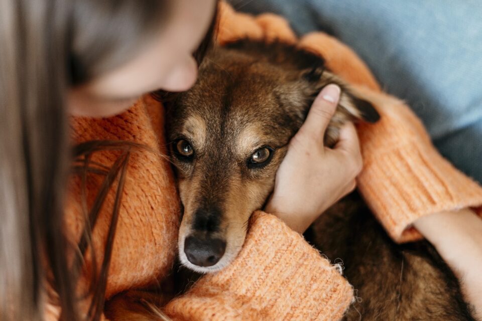 pet.foto.pixabay