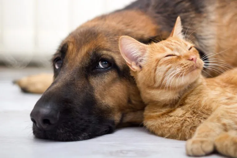 cachorro-e-gato-768x512.jpg