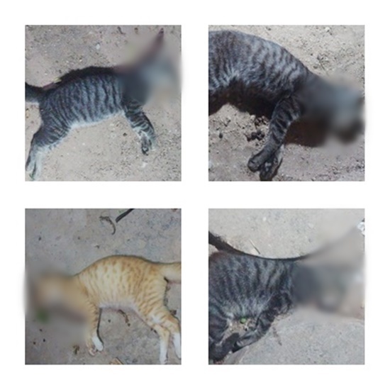 Gatos-Mortos