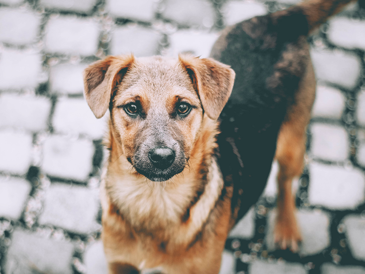 A homeless cute brown dog with blurred background