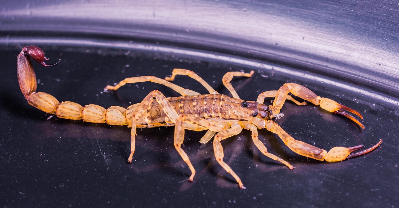 ESCORPIAO-FOTO-PIXABAY