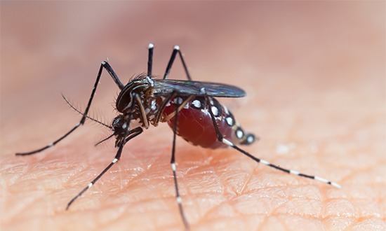 Profissional-de-enfermagem-morre-com-suspeita-de-dengue-hemorragica-em-Aracaju_Foto-Freepik_08-08-2023