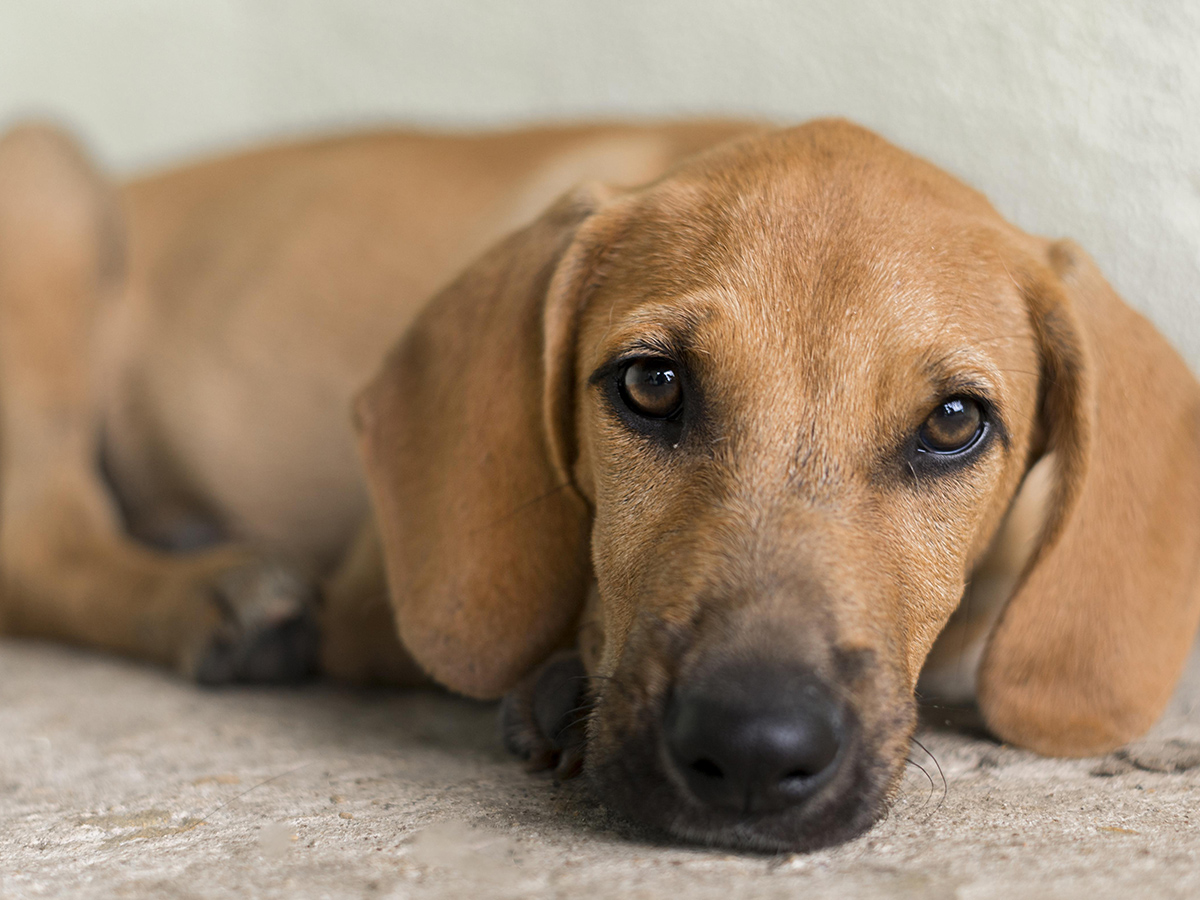 Campanha Amigo Pet acontece neste sabado