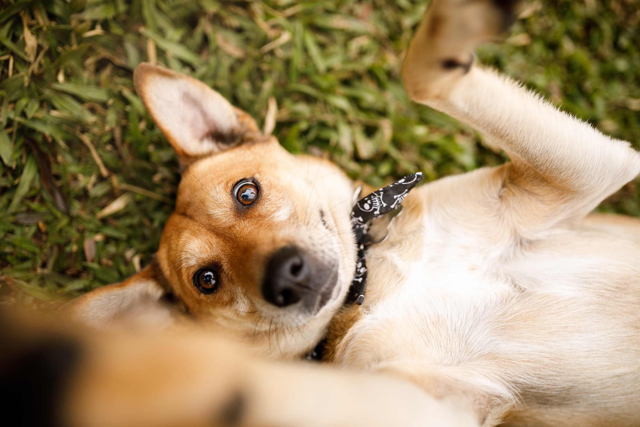 Dog portrait