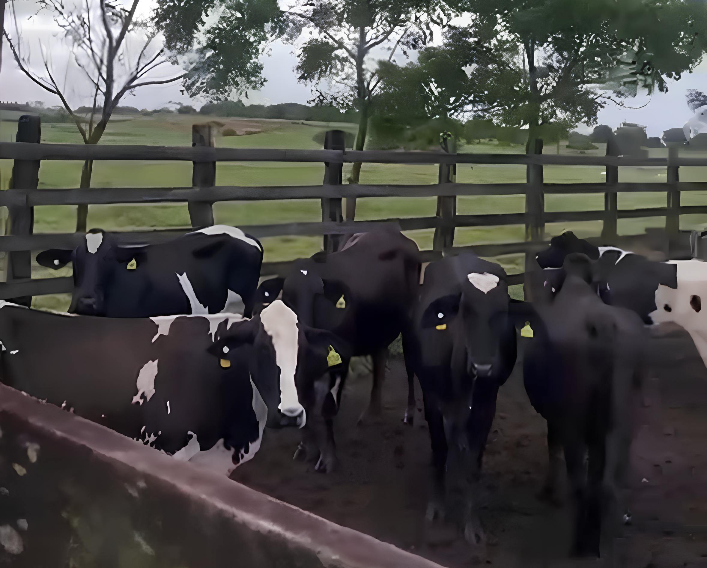 WhatsApp Image 2025-09-05 at 08.32.50 (1) WhatsApp Image 2025-09-05 at 08.32.50 (1)