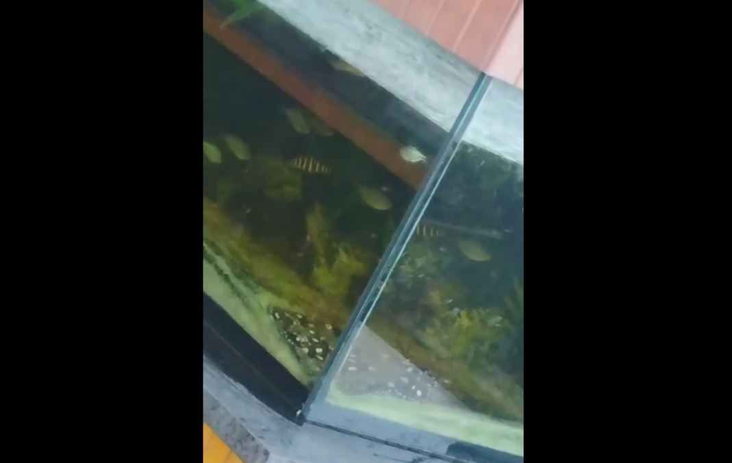 capa-depama-peixes