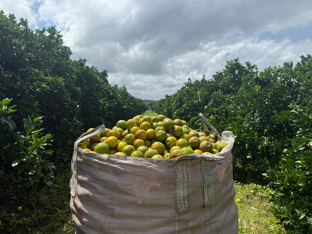 Laranja em Sergipe_Itaporanga d'Ajuda